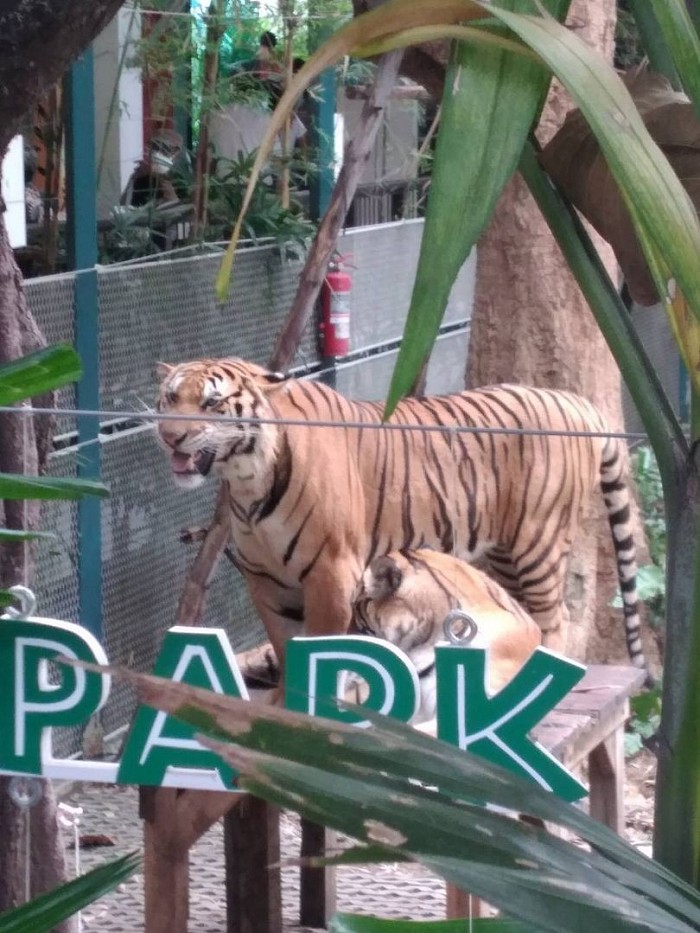 พาลูกค้าเที่ยวสวนนงนุช Tiger Park ถ่ายรูปกับเสือ และเที่ยวเมืองพัทยา